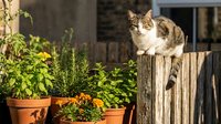 Tabby and white cat perched on weathered wooden post among potted plants and garden greenery, outdoor domestic scene for pet, nature, and lifestyle content.