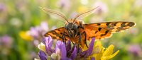 Orange butterfly with black spots feeding on purple wildflower in sunny garden meadow with soft bokeh background for nature and wildlife designs.