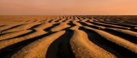 Golden sand dunes with rippled patterns stretching across desert landscape under warm orange sunset sky creating natural textured background.