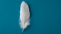 Single white feather on turquoise background with soft texture and delicate details, creating minimalist composition for spiritual and wellness designs.