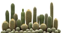 Collection of various desert cacti species with spines and golden tops isolated on white background for botanical design and decoration projects.