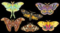 Colorful moth and butterfly collection isolated on transparent background, ready for t-shirt design, clipart, stickers, sublimation, and print-on-demand projects.