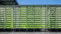 Vertical farming facility with rows of green leafy crops growing under artificial lights in controlled environment agriculture system for sustainable food production.