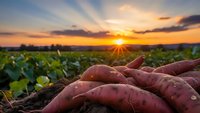 Fresh sweet potatoes harvested at sunset in agricultural field with golden sky and green crops for organic farming and healthy food concepts.