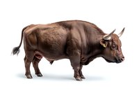 Brown bull with muscular body and short horns standing in profile view on white background, isolated farm animal ready for design projects.
