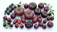 Dark purple and black heirloom tomatoes with green stems arranged on white background. Various sizes from cherry to beefsteak varieties. Fresh produce for cooking, gardening, farmers market, and culinary design projects.