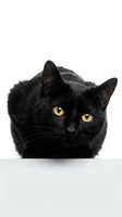 Adorable black kitten with bright yellow eyes lying down on white background, isolated pet portrait for veterinary and animal care designs.