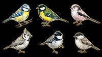 Six illustrated garden birds isolated on transparent background, ready for clipart, stickers, t-shirt design, print on demand, and sublimation projects.