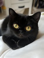 Black cat with striking golden yellow eyes gazing directly at camera while resting on white bedding, showing detailed facial features and whiskers in close-up portrait.