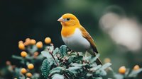 Orange-headed finch perched on branch with yellow berries against blurred green background, showcasing vibrant wildlife colors and natural habitat setting.
