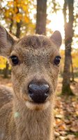 Close-up portrait of young deer fawn with large dark eyes in autumn forest with golden sunlight filtering through colorful fall foliage creating warm bokeh background.