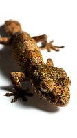 Textured gecko with mottled brown and gold coloring isolated on white background, suitable for educational and design use.