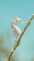 Delicate seahorse clinging to seaweed branch in turquoise water showcasing marine life and underwater ecosystem for educational and nature content.