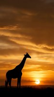 Giraffe silhouette against dramatic golden sunset sky with warm orange and amber clouds creating stunning African safari landscape atmosphere.