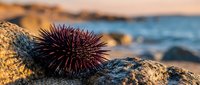 Purple sea urchin on rocky coastline with ocean waves in background during golden hour sunset light creating warm natural marine wildlife scene.