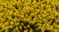 Dense field of bright yellow flowering sedum groundcover plants creating natural carpet texture for landscaping and garden design projects.