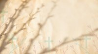 Soft natural shadows of delicate branches and grass cast on warm beige textured surface creating organic botanical silhouettes for minimalist design projects.