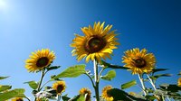 Vibrant sunflowers reaching toward bright blue summer sky, low angle view showing green leaves and multiple yellow blooms against clear atmosphere.