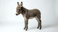 Young gray donkey standing in profile on white background isolated for farm animal and livestock design projects.
