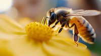 Honeybee collecting nectar from bright yellow daisy flower in sunny garden. Close-up macro photography shows pollinator at work in natural environment.