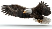 Majestic bald eagle in flight with wings fully extended, displaying detailed feather texture and distinctive white head against dark brown plumage.