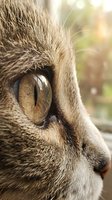 Close-up of tabby cat's face with striking amber eyes and detailed fur texture, perfect for pet, animal, and nature-related projects.