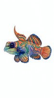 Colorful mandarin fish with vibrant orange, blue, and green patterns isolated on white background, ready for design projects, clipart, and merchandise applications.