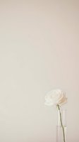 Single white rose in glass vase against soft beige background with copy space for romantic wedding invitation or greeting card design.