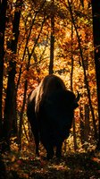 Silhouetted wild boar standing in autumn forest with golden foliage and warm sunlight filtering through bare trees, suitable for wildlife and nature editorial use.