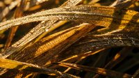 Dried grass and straw with golden and brown tones, close-up macro shot showing texture and detail, suitable for backgrounds, nature themes, and agricultural or rustic design projects.