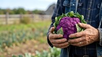 Purple cauliflower held by farmer in field. Fresh organic vegetable harvest, agriculture and farming produce for healthy eating and farm-to-table cooking.