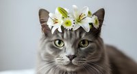 Gray tabby cat wearing white and yellow daisy flower crown, isolated on white background, suitable for greeting cards, pet-themed designs, and humorous animal compositions.