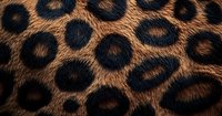 Close up of natural leopard fur pattern showing dark rosettes on golden brown background, detailed animal print texture with visible hair fibers and spots.