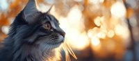Gray long-haired cat in profile against blurred golden bokeh background during sunset, soft natural lighting highlights whiskers and fur details in warm autumn colors.