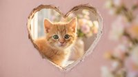 Adorable orange tabby kitten peering through heart-shaped opening with soft pink floral background for Valentine's Day and pet love themes.