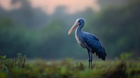 Majestic blue stork standing in misty morning wetland environment, side view against blurred natural background showing distinctive long beak and feathers.