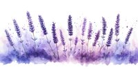 Lavender flowers in soft purple watercolor wash with dreamy, artistic effect on white background. Isolated botanical illustration for design, print, and creative projects.