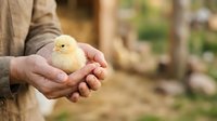 Farmer holding young yellow chick in hands on rural farm, poultry care and agriculture concept for farming industry and animal husbandry projects.