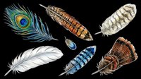 Colorful bird feathers set isolated on transparent background, ready for t-shirt design, stickers, clipart, sublimation, and print on demand projects.