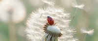 Ladybug perched on dandelion seedhead with dispersing seeds, macro nature photography for wildlife and botanical design projects.