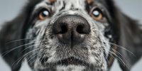 Close-up macro shot of dog nose and muzzle with detailed texture, whiskers and nostrils. Pet care, veterinary health and animal anatomy concept.
