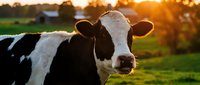 Black and white dairy cow in green pasture during golden hour sunset. Farm animal portrait with warm lighting for agricultural and livestock content.