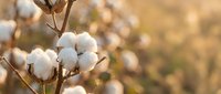 Fluffy white cotton bolls growing on brown stems in sunny agricultural field ready for harvest with warm golden bokeh background.