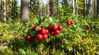 Fresh red lingonberries growing on green bush in natural forest environment with pine trees in background during autumn harvest season.