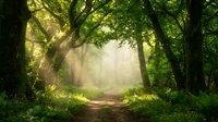 Enchanted forest path with sunbeams filtering through lush green canopy creating magical atmosphere for nature backgrounds and outdoor adventure concepts.