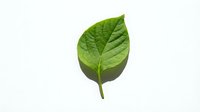 Fresh green leaf isolated on white background, showcasing natural veins and texture for eco, organic, and nature-themed design projects.