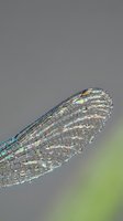 Detailed macro close-up of transparent dragonfly wing showing intricate cellular structure and iridescent membrane patterns on blurred natural background.