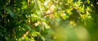 Soft blurred green foliage background with natural sunlight filtering through leaves creating dreamy bokeh effect for organic wellness designs.
