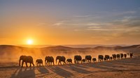 Herd of elephants walking across dusty savanna landscape at sunrise with golden light and misty atmosphere, suitable for wildlife, nature, travel and conservation themed projects.