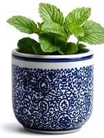 Fresh mint plant growing in decorative blue and white ceramic pot with oriental pattern design, isolated on white background for home decor and gardening concepts.